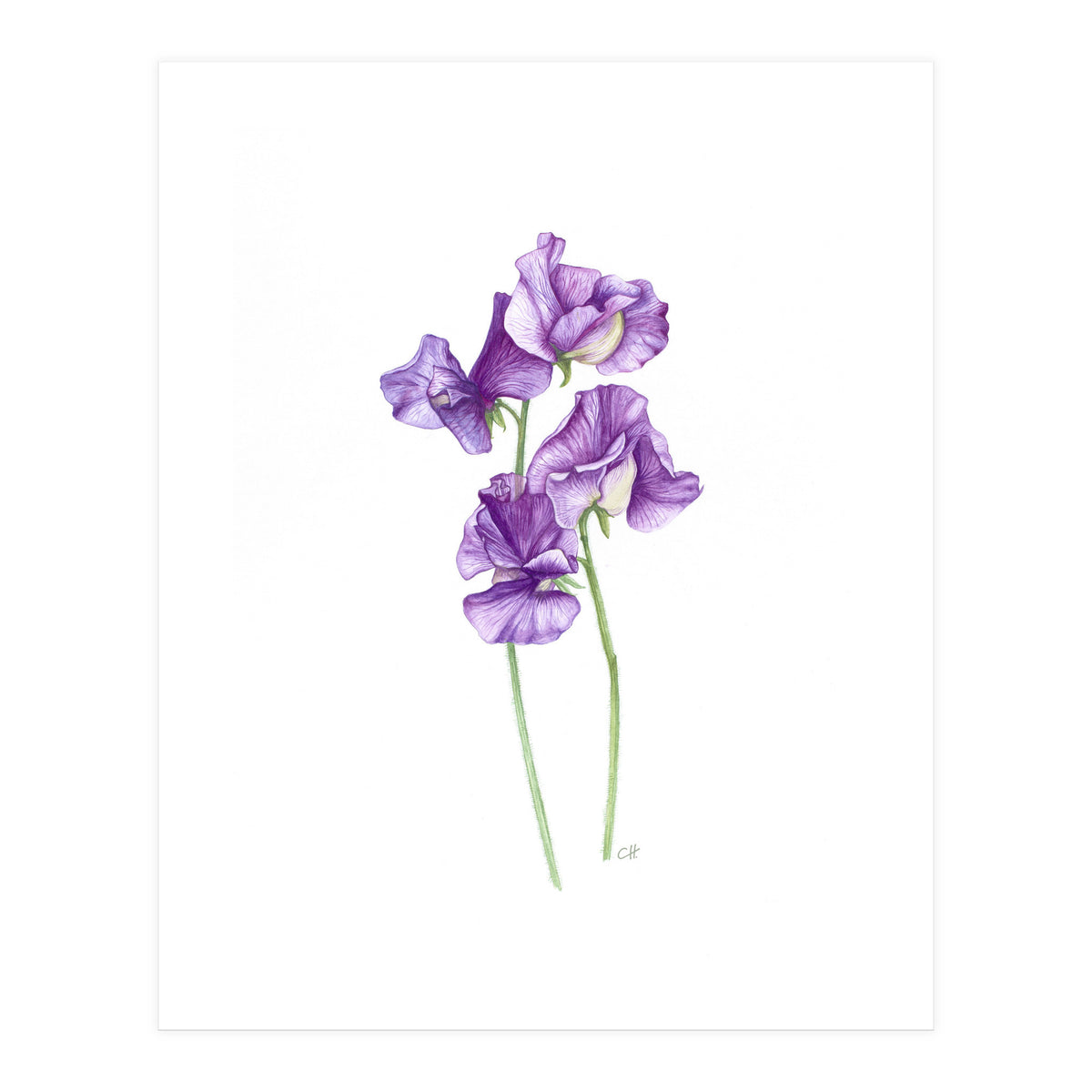A Purple Posy Of Sweet Peas (Print Only)