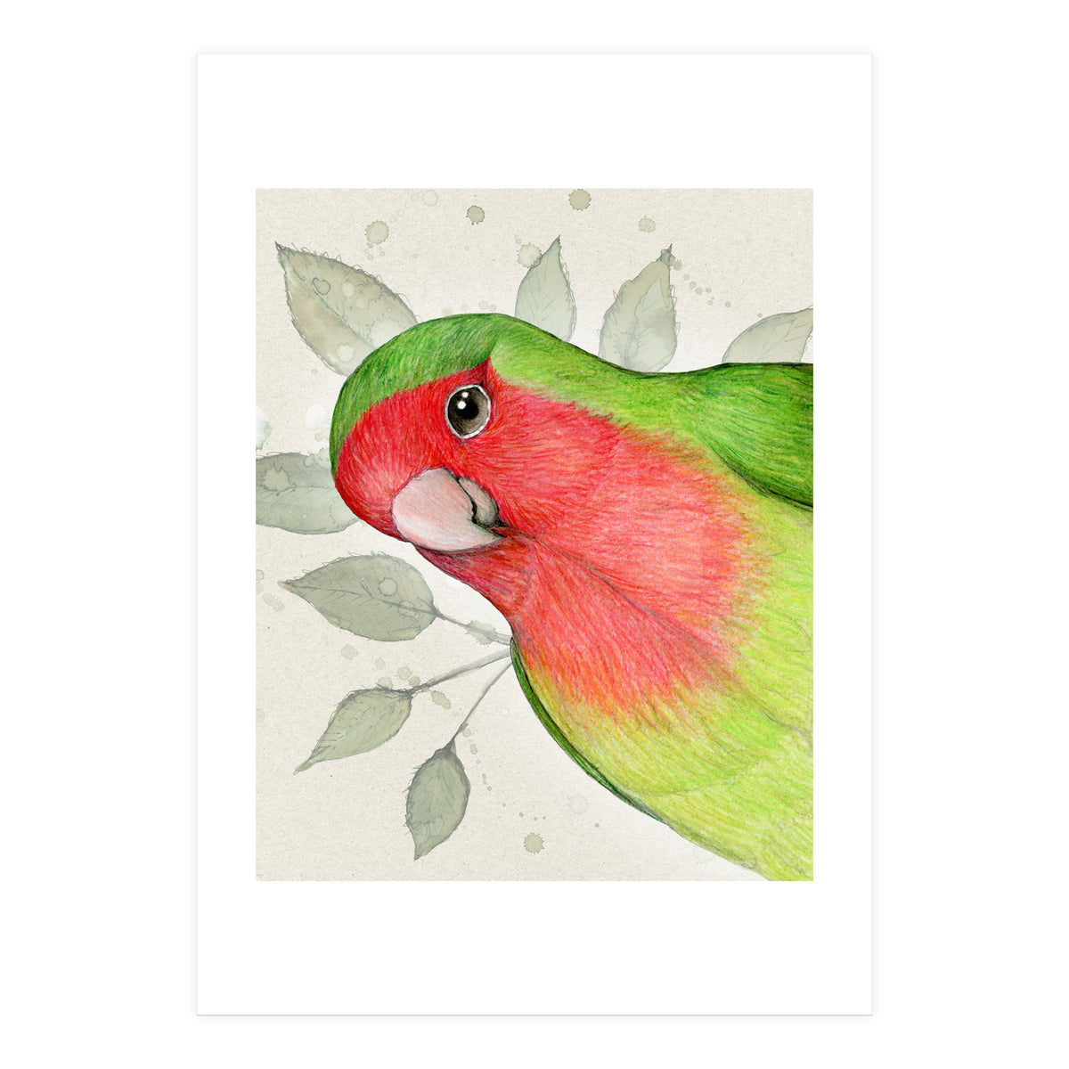 Curious lovebird (Print Only)