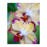 Orchidee Phalleanopsis (Print Only) thumbnail