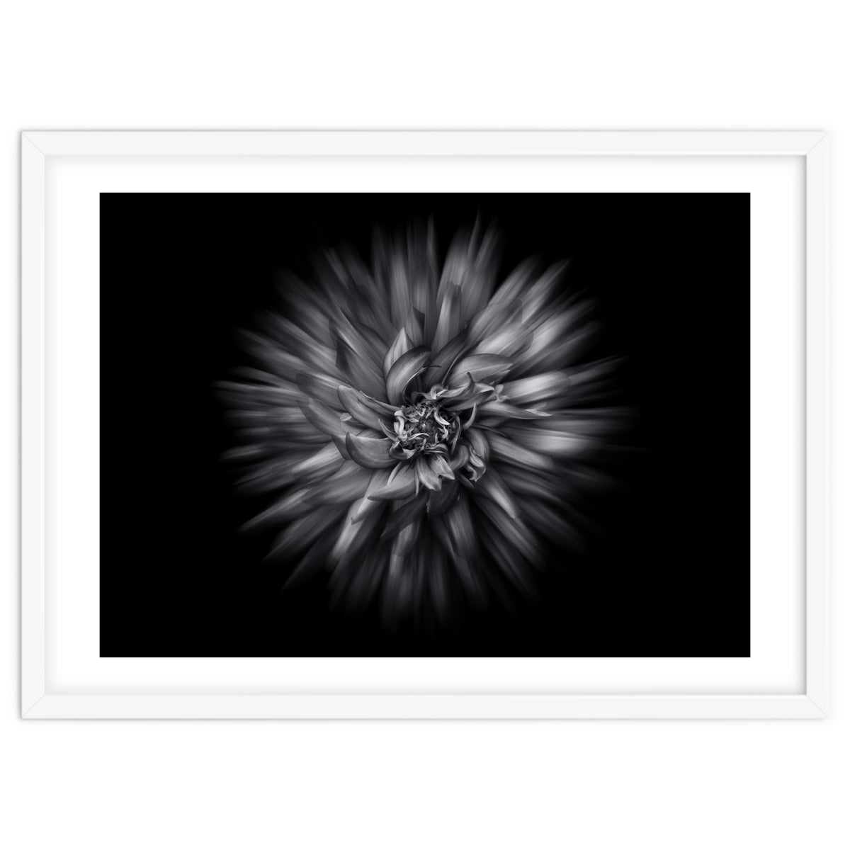 Backyard Flowers In Black And White 20 Flow Version