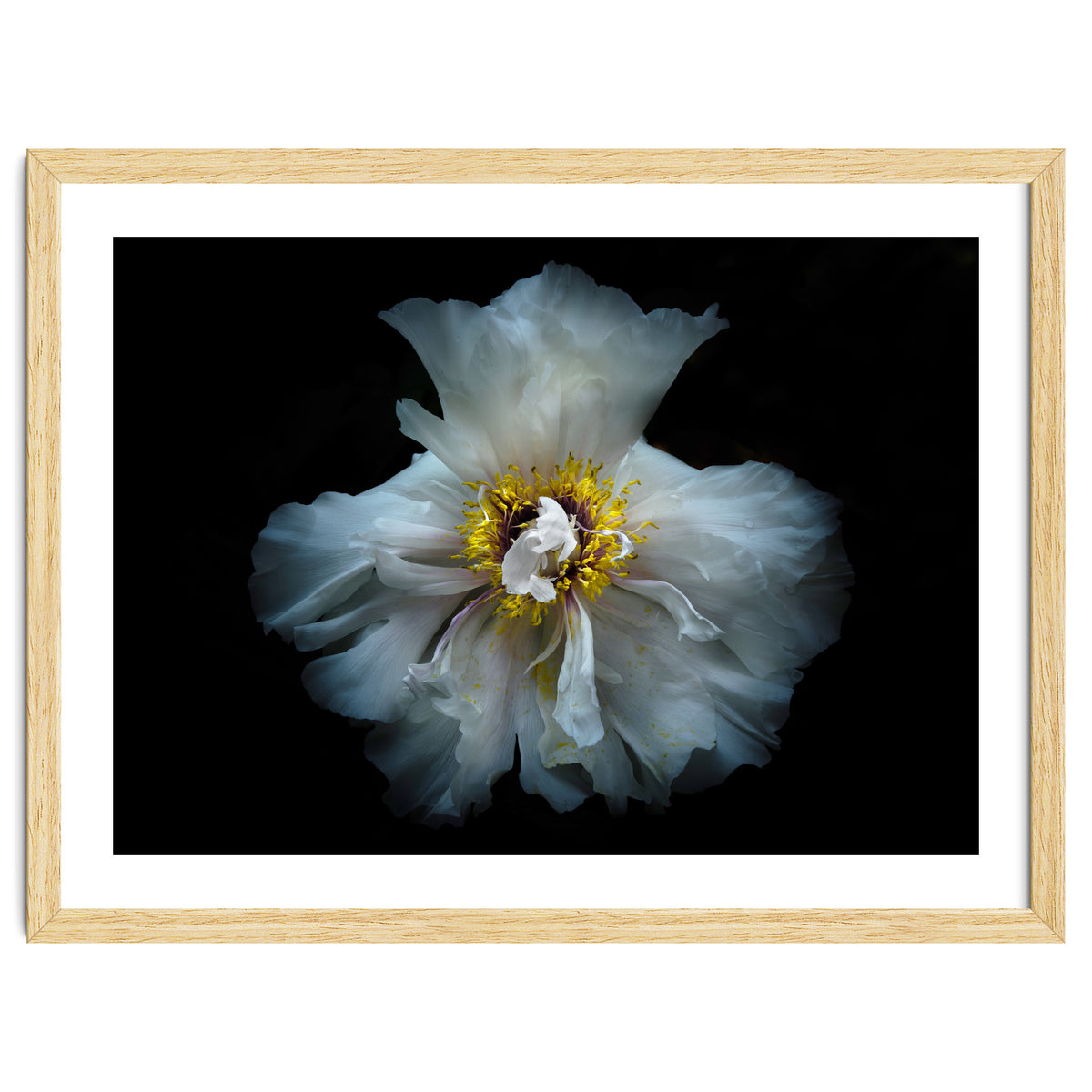 Backyard Flowers 49 Color Version