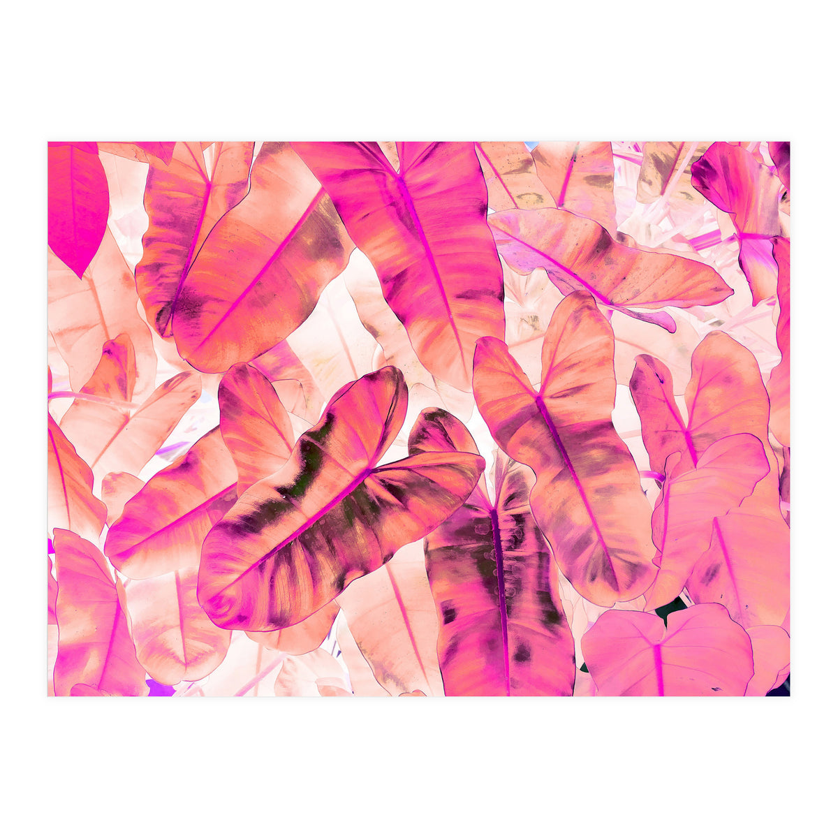 Pink Nirvana (Print Only)