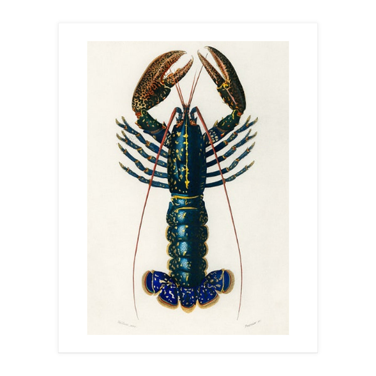 Crimson Crawfish illustrated (Print Only)