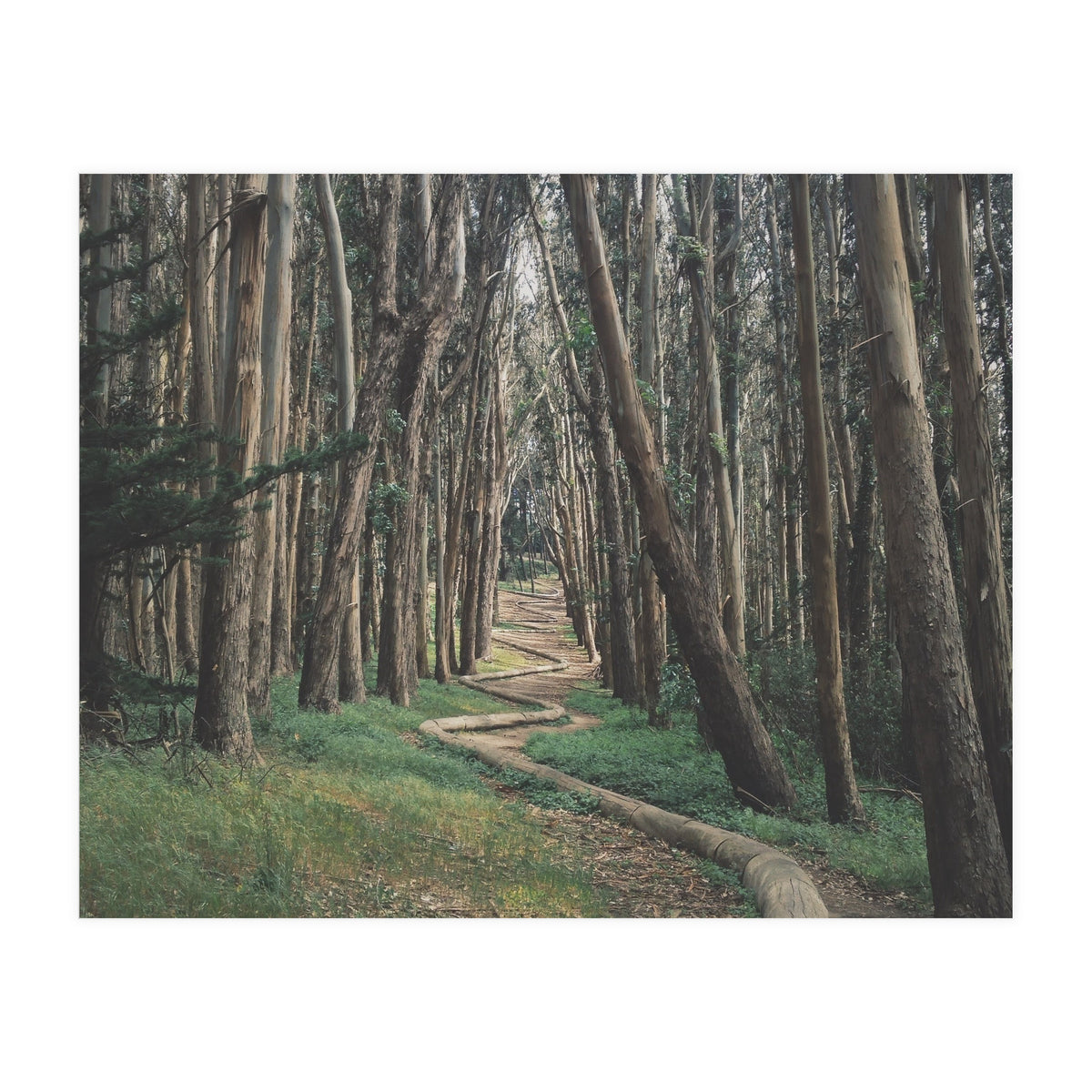 The Wood Line II (Print Only)