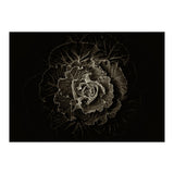 Backyard Flowers No 100 Sepia Version (Print Only) thumbnail