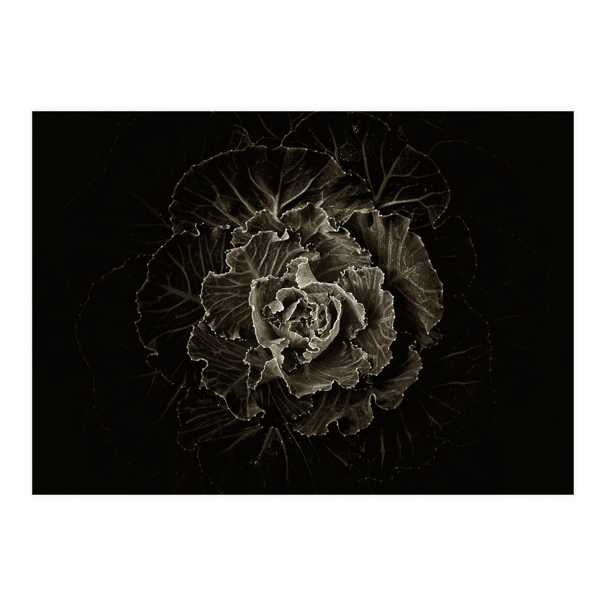 Backyard Flowers No 100 Sepia Version (Print Only)