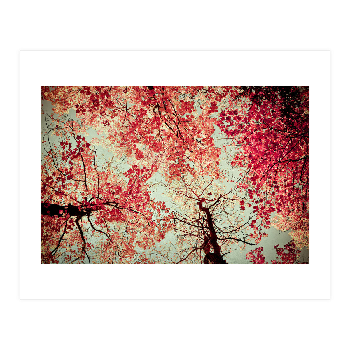 Scarlet (Print Only)