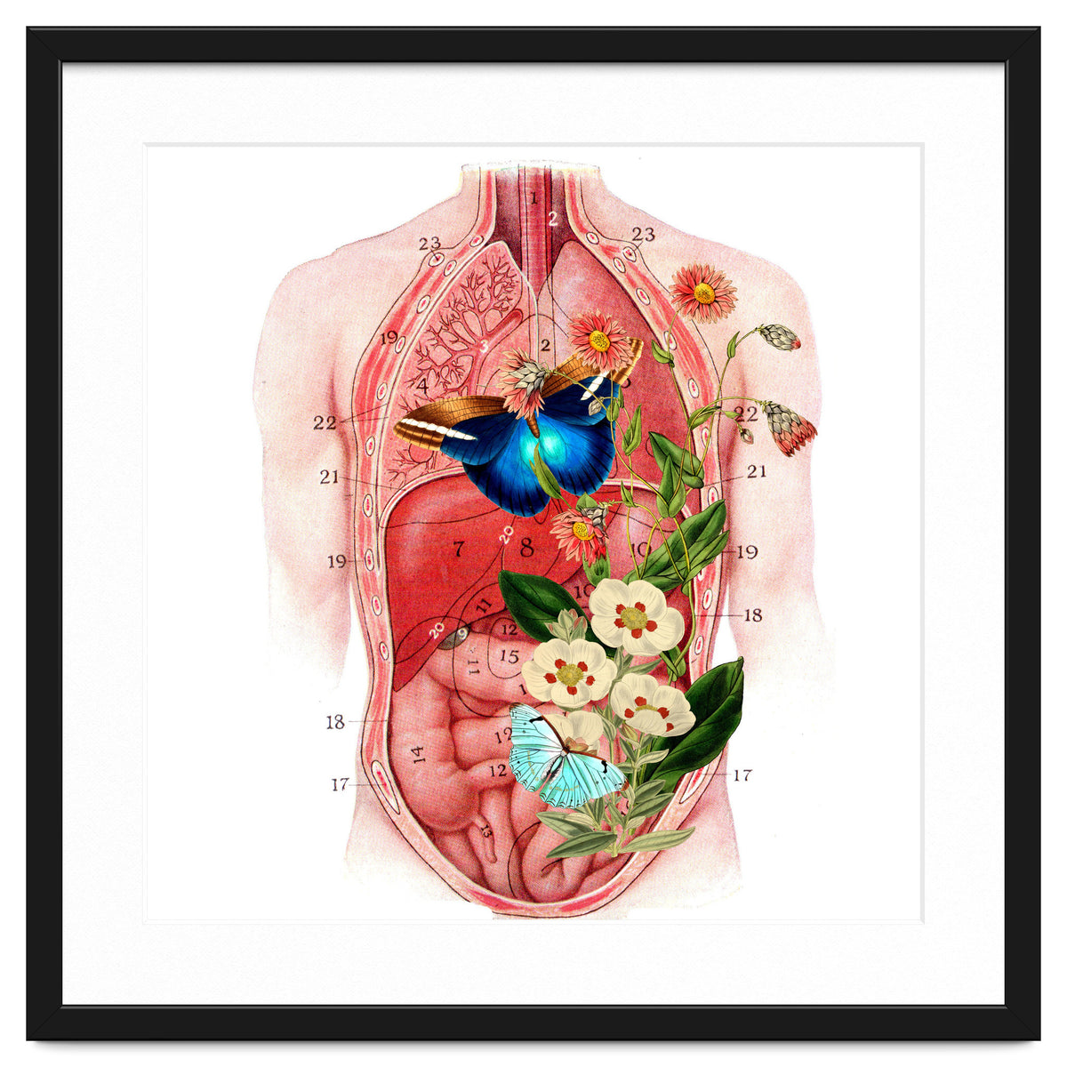 Butterflys In The Belly Makes Flower Grows