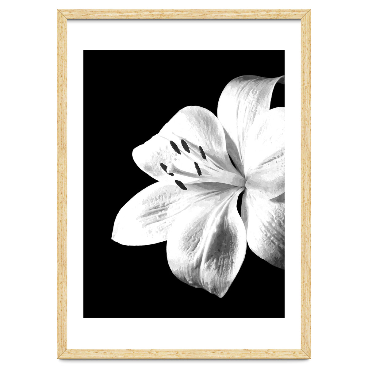 White Lily Black Background