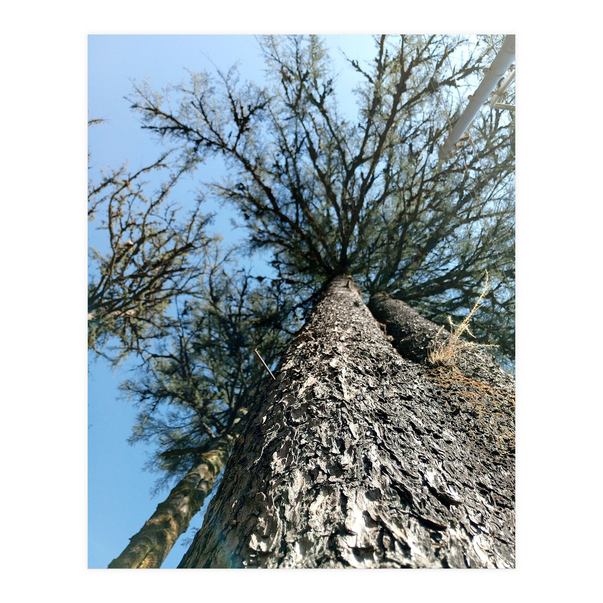 Ataraxia - Tree Series 1 (Print Only)