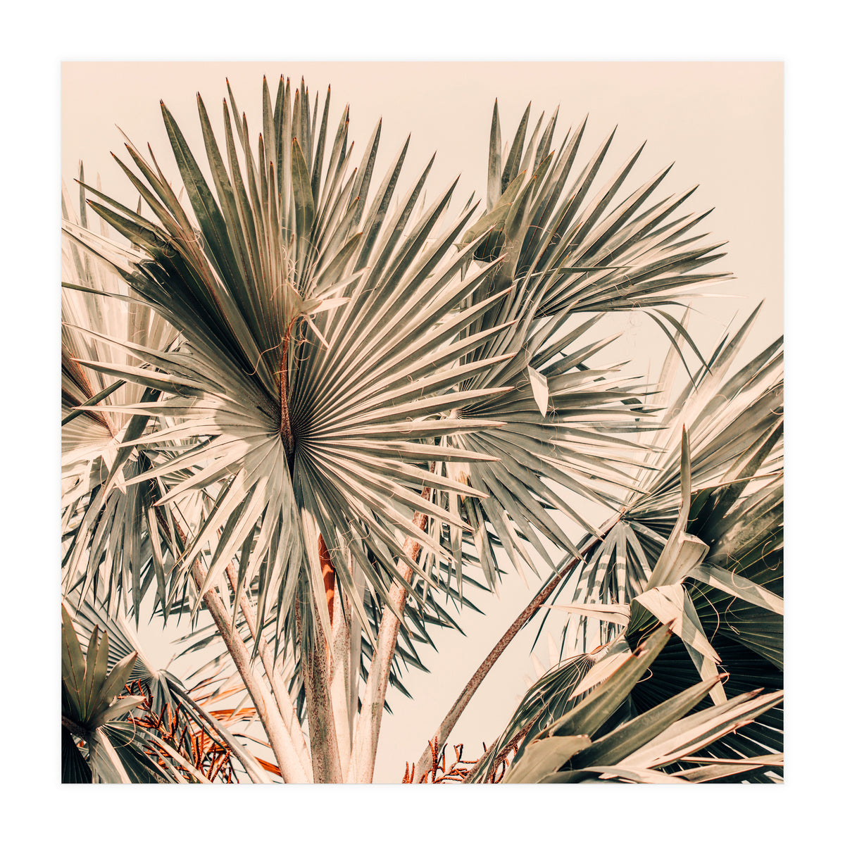 Morning Star (Print Only)