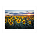 Sunflowersfield (Print Only) thumbnail