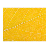 Autumn Leaf (Print Only) thumbnail