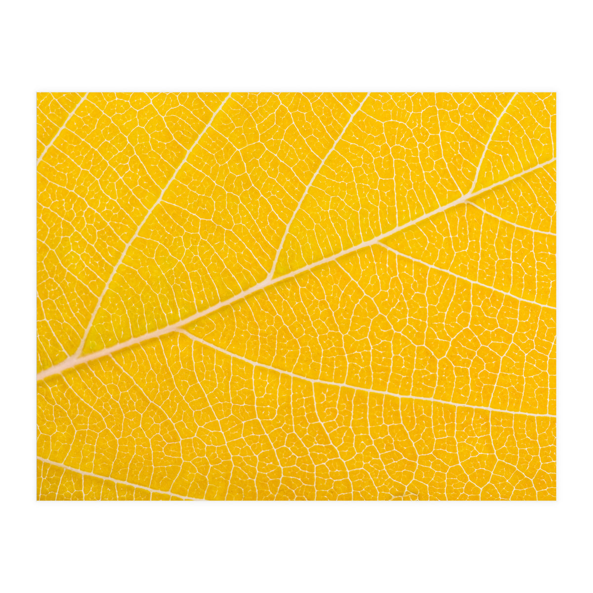 Autumn Leaf (Print Only)