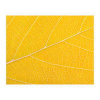 Autumn Leaf (Print Only)