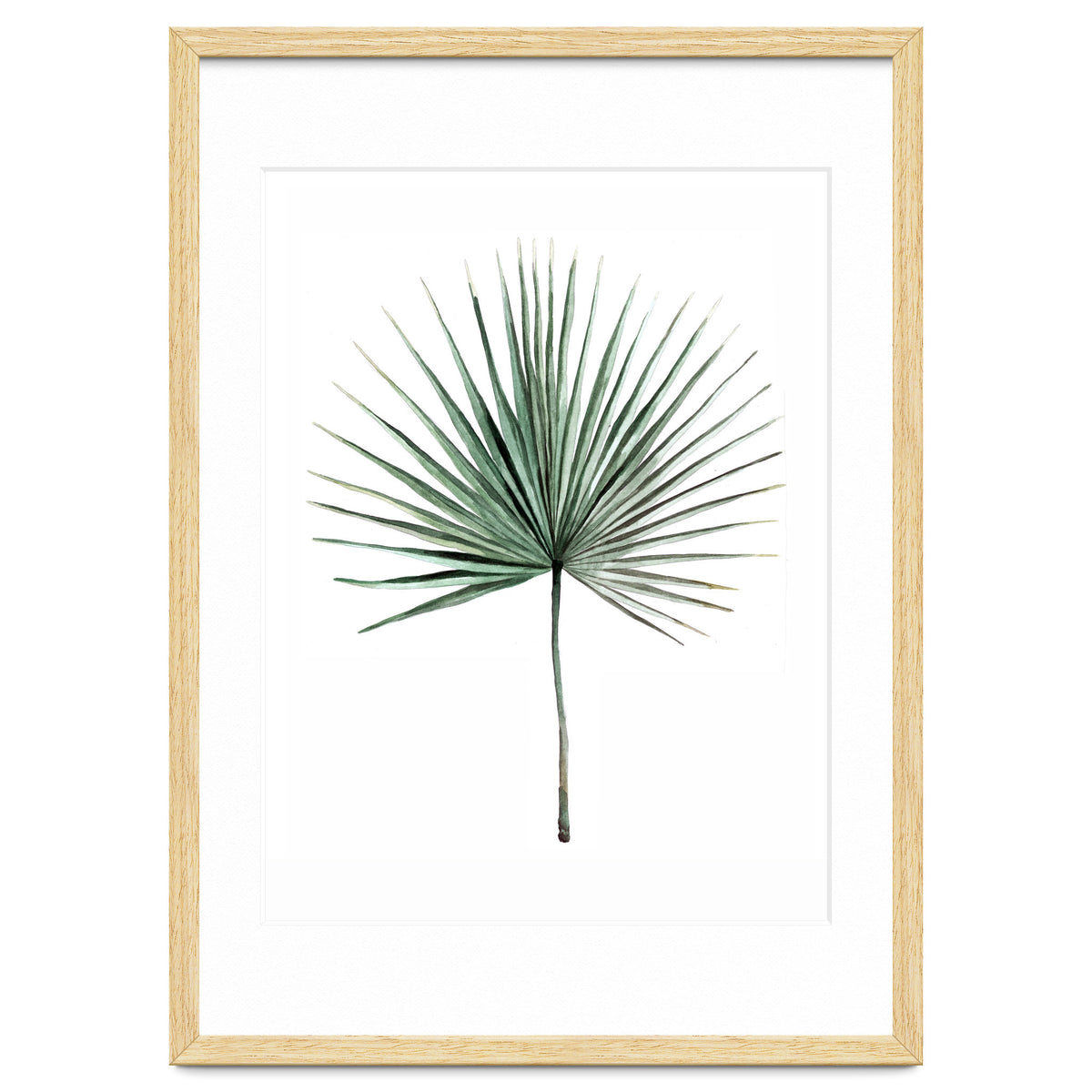Botanical Illustration Fanpalm