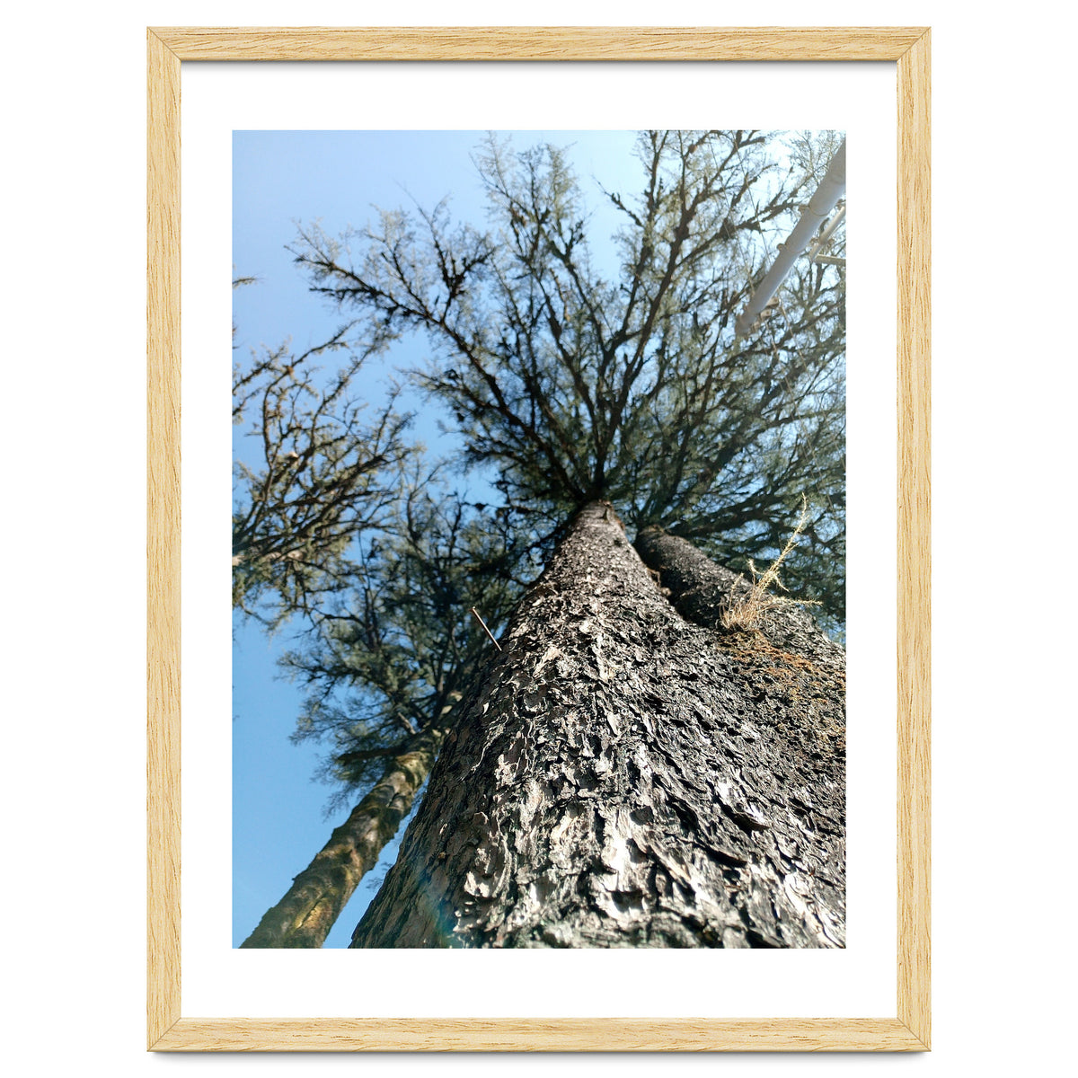 Ataraxia - Tree Series 1