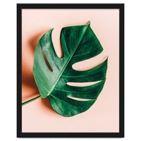 Monstera Shadow