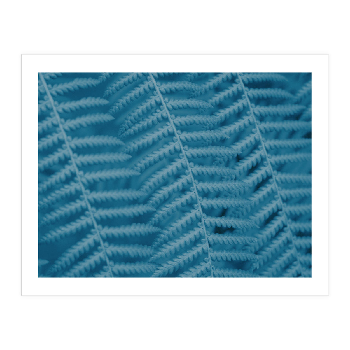 Pteridopsida 3 (Print Only)