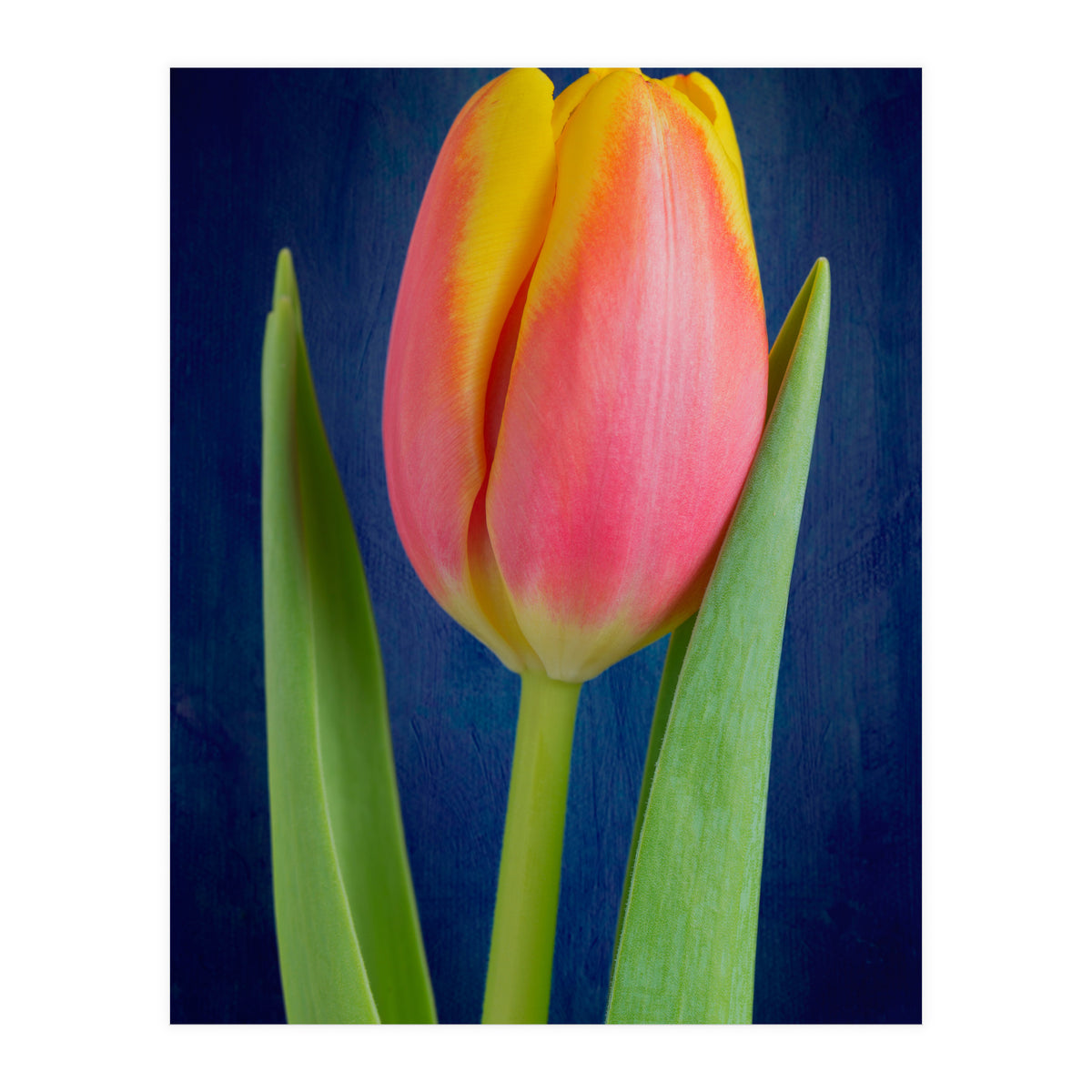 Tulip (Print Only)