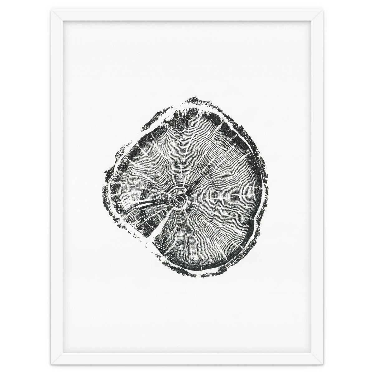 Tree Ring Print, Albion Basin, Utah, Pine Tree Print