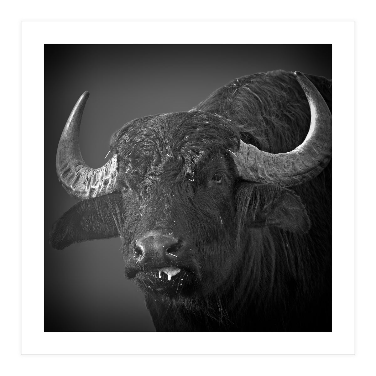 Water buffalo (Print Only)