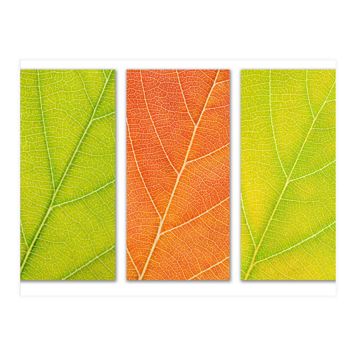 Autumn Leaves (Print Only)