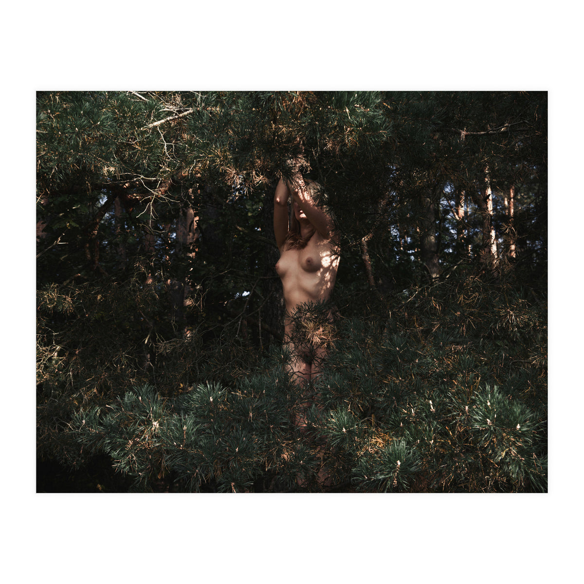 Wild Wild Woods (Print Only)