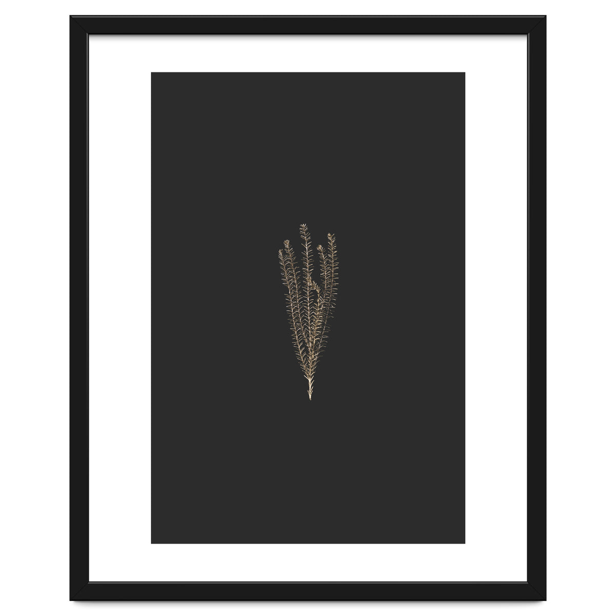 Delicate Fynbos Botanicals in Gold and Black