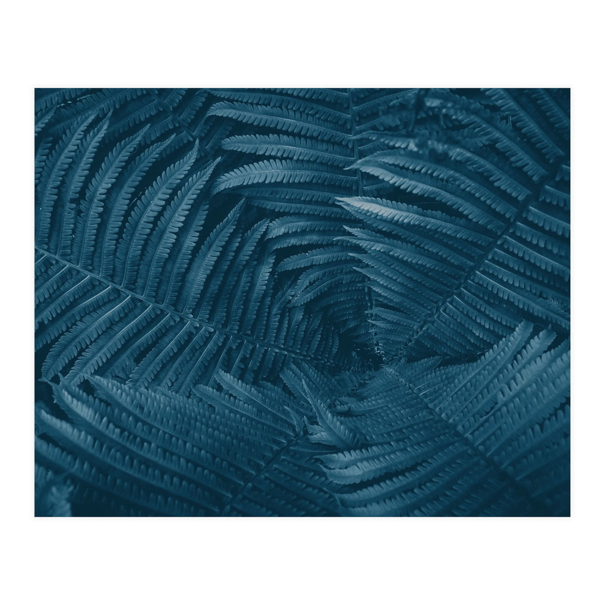 Pteridopsida 4 (Print Only)