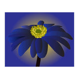 Anemone Blanda Flower Art (Print Only) thumbnail