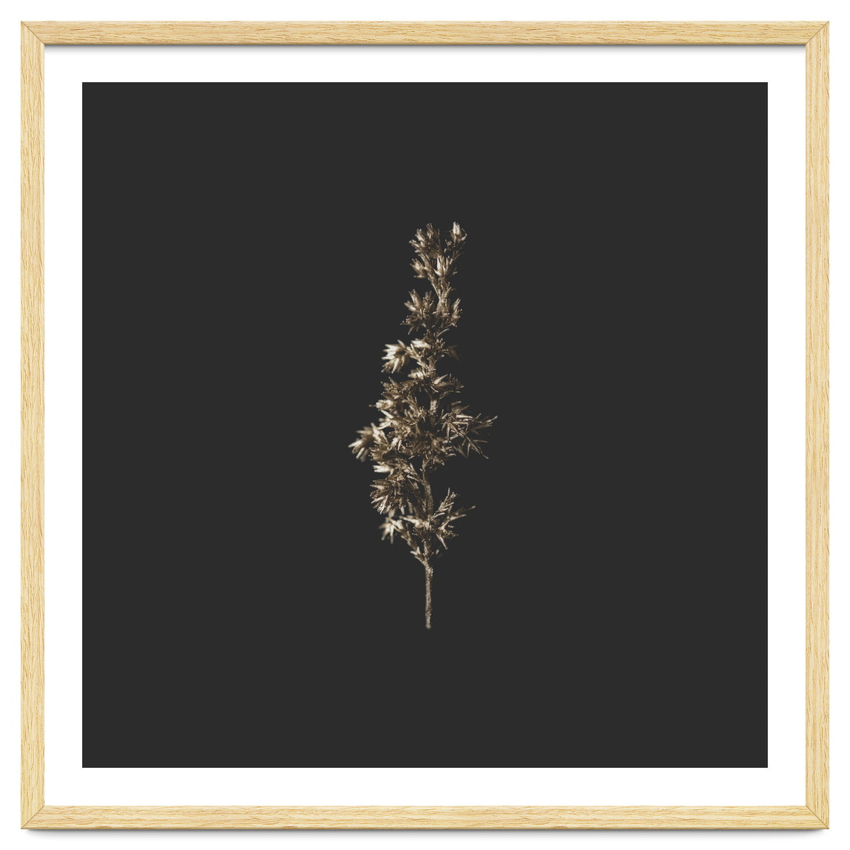 Gold Rush Botanicals - Square