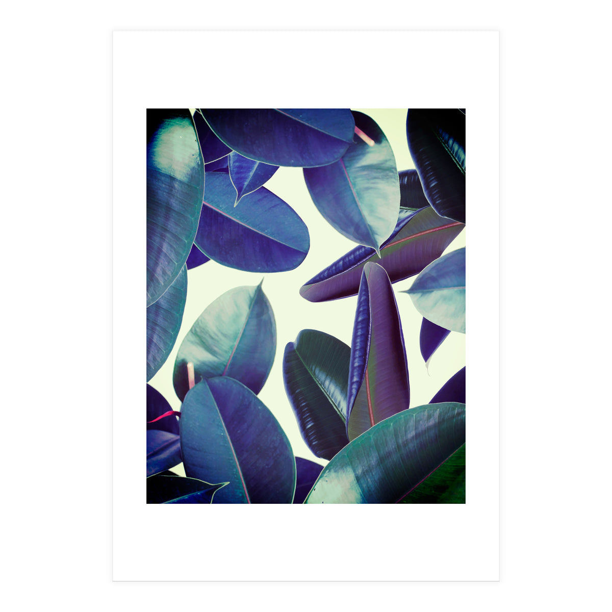 Elastica Amaro (Print Only)