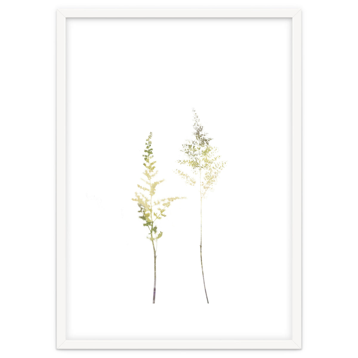 Neutral Astilbe