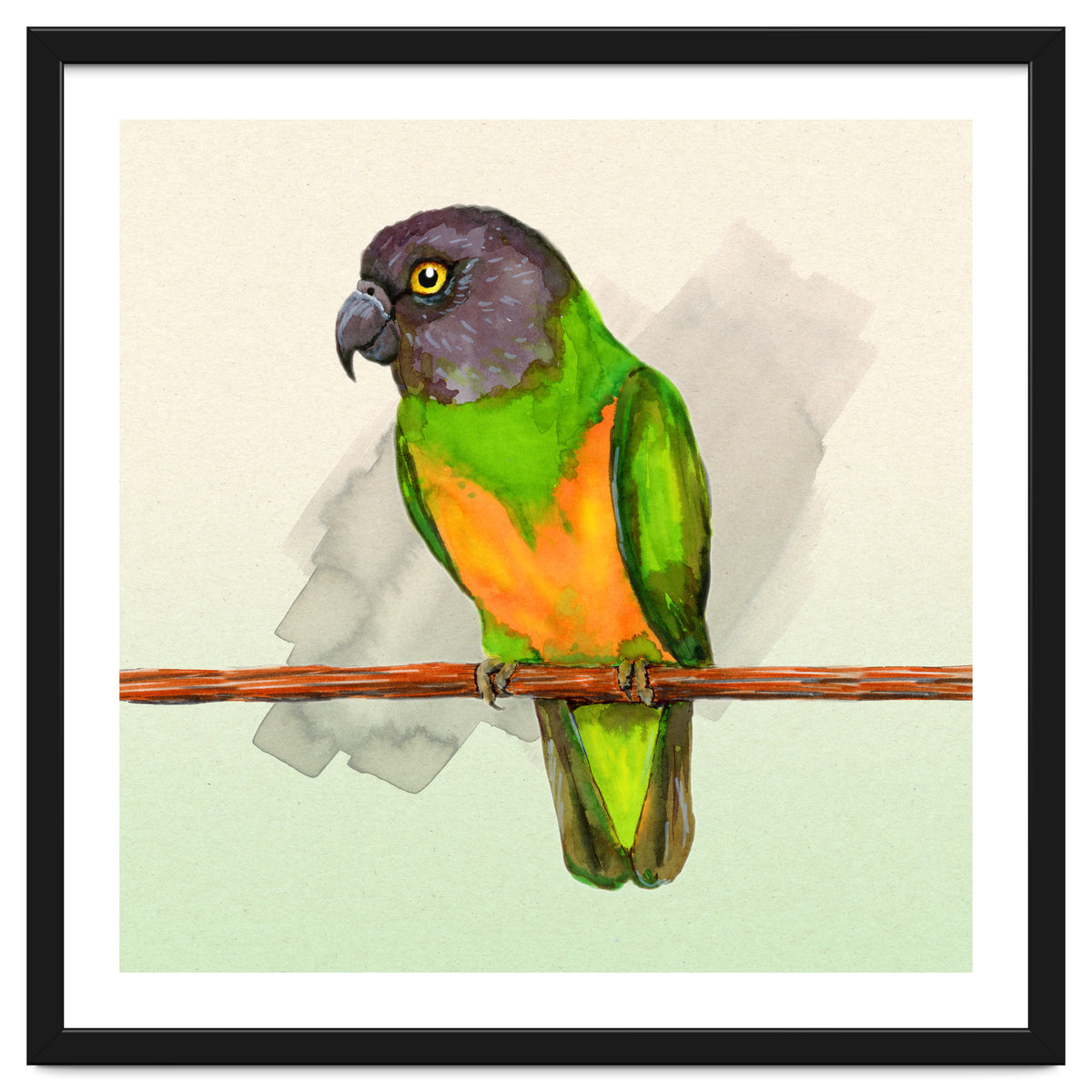 Senegal parrot watercolor
