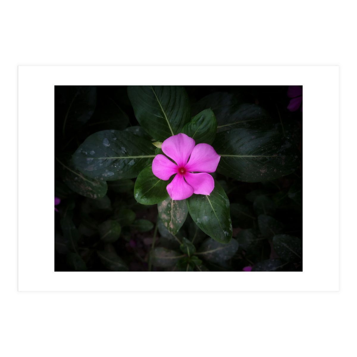 Floral vibes (Print Only)