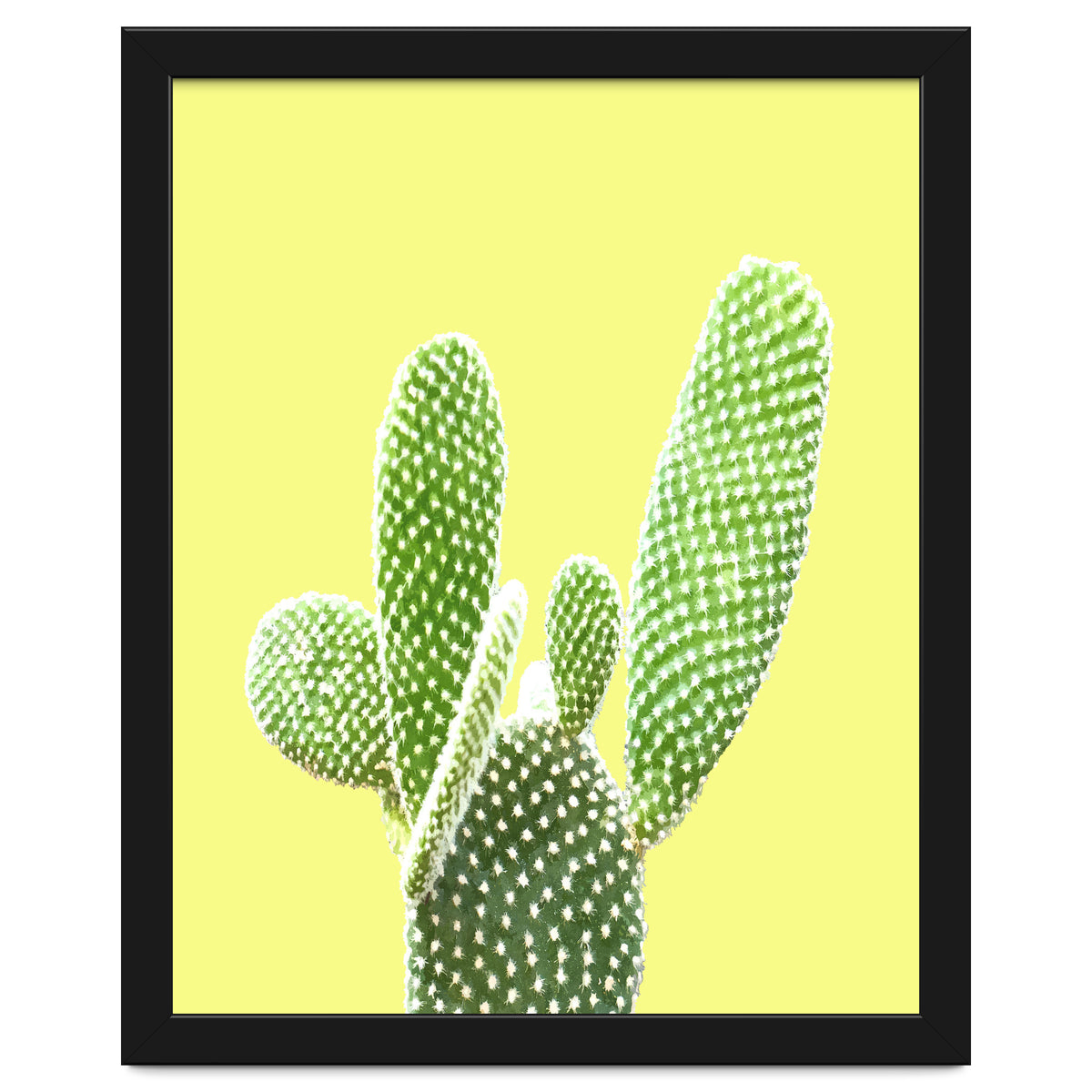 Cactus Yellow Background