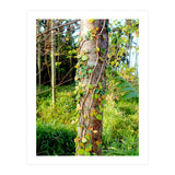 Vine (Print Only) thumbnail