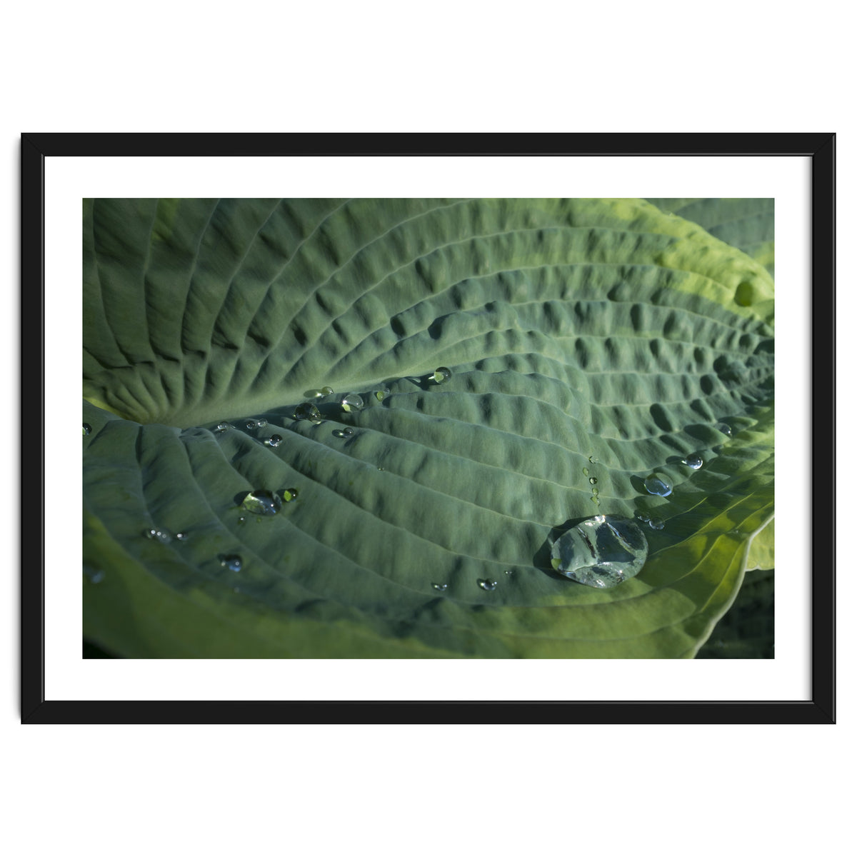Hosta With Raindrops