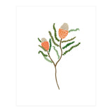 Banksia Flowers (Print Only) thumbnail
