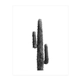 Cactus Black and White 01 (Print Only) thumbnail