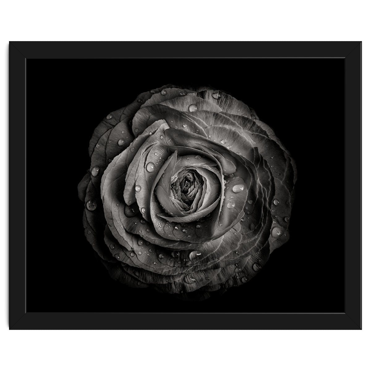 Backyard Flowers In Black And White 72