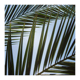 palm fronds (Print Only) thumbnail