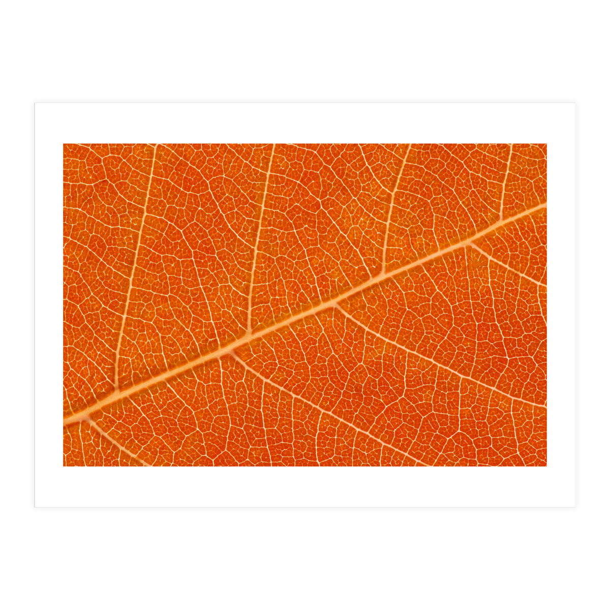 Autumn Leaf (Print Only)