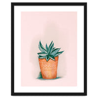 Aloe in orange pot