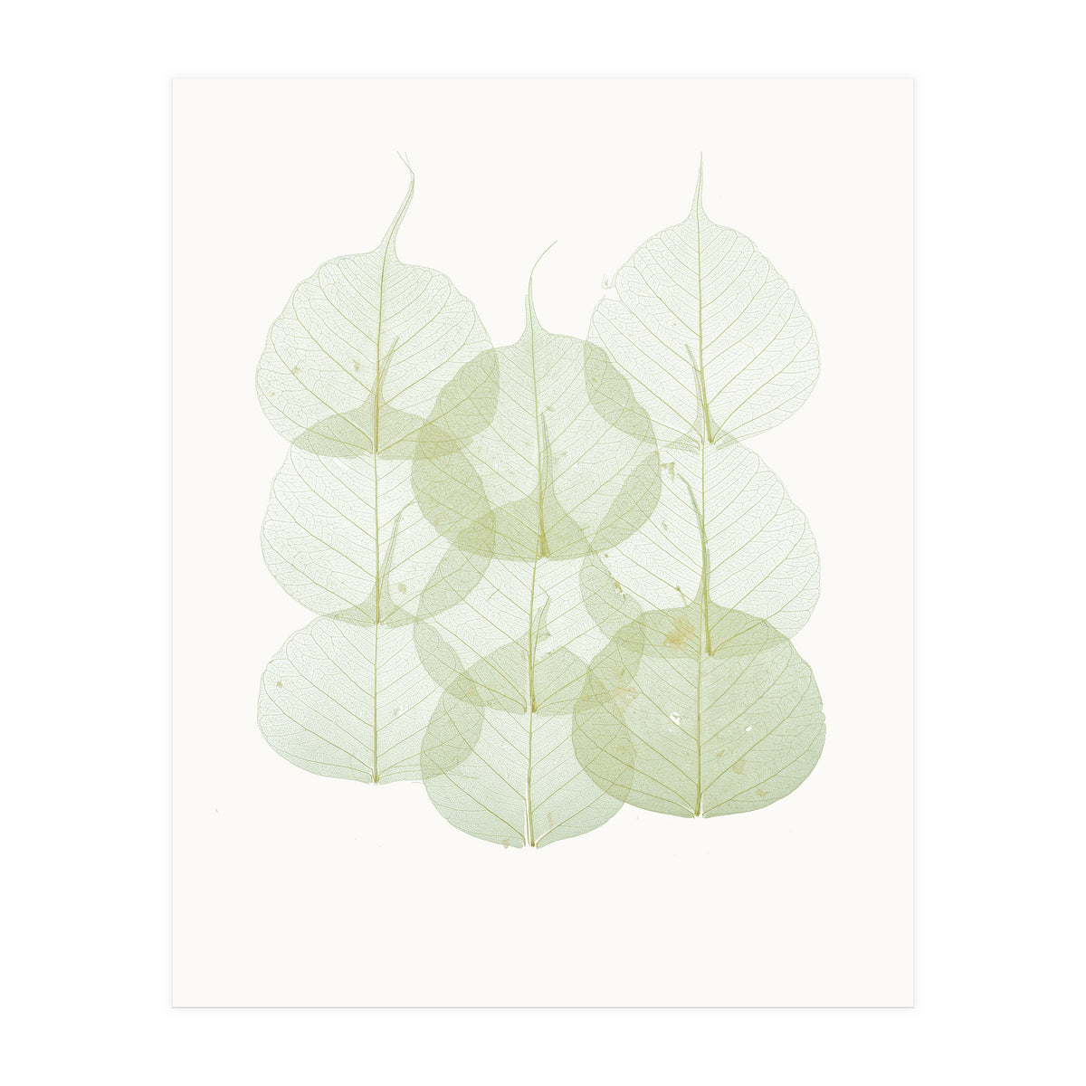 Cc Leaves 02 (Print Only)