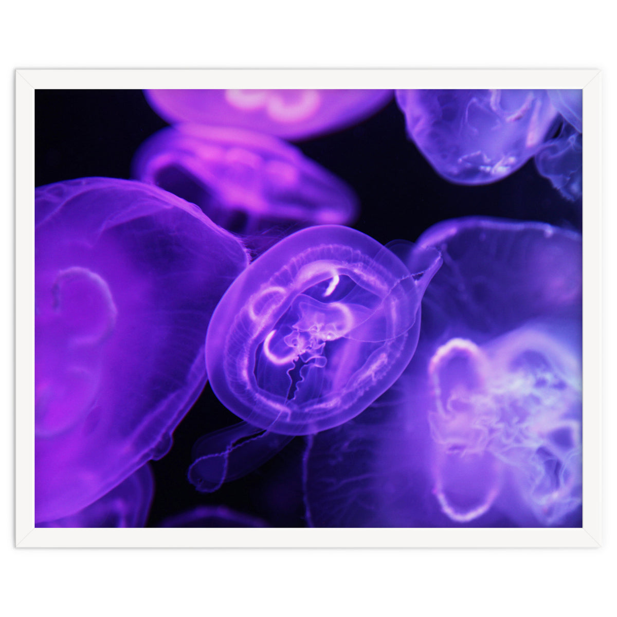 Jellyfish