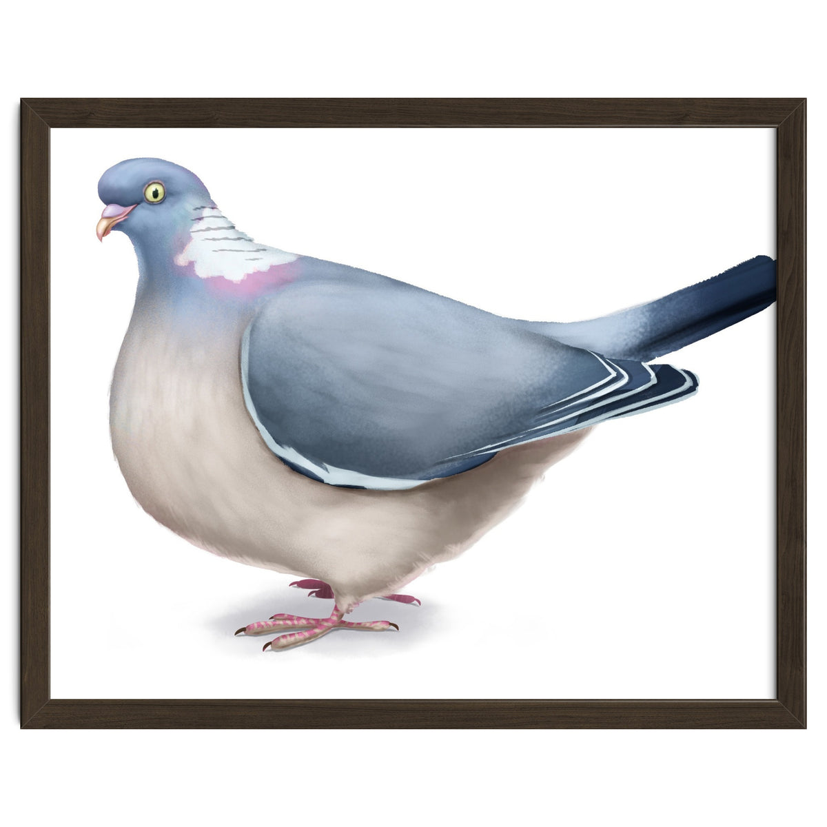 Wood Pigeon