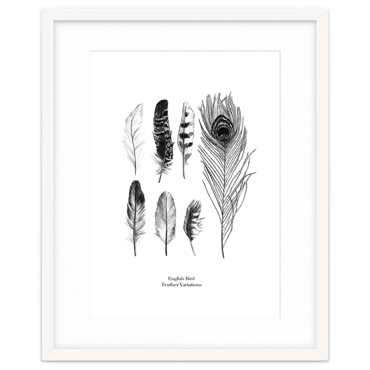 English Feather Variations