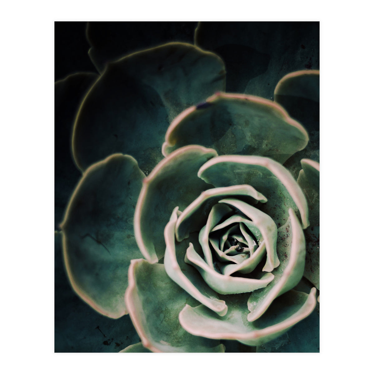 Darkside Of Succulents 4-D (Print Only)